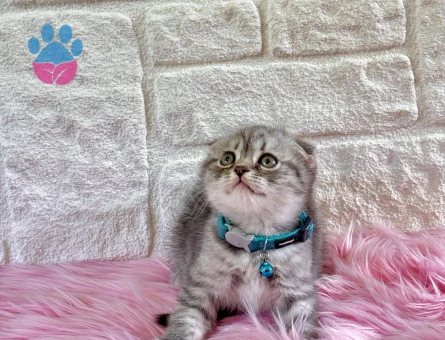 Scottish Fold Tabby 2 Aylık Erkek