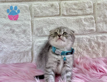 Scottish Fold Tabby 2 Aylık Erkek