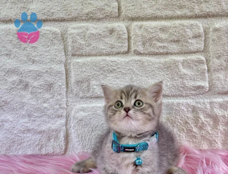 British Shorthair Tabby Erkek Yuva Arıyor