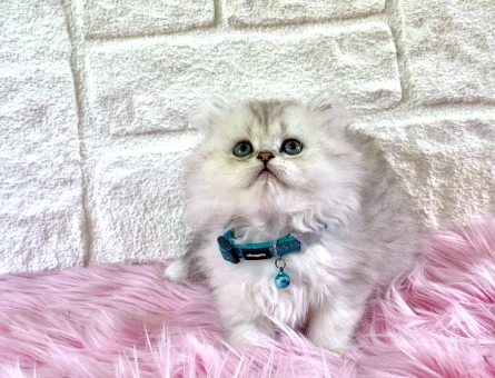 British Longhair Silver Erkek 2 aylık