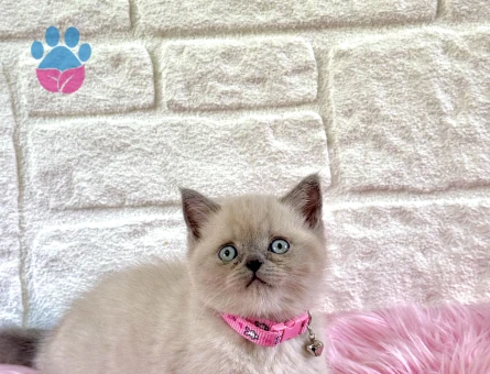 British Shorthair Bluepoint 2 Aylık Dişi