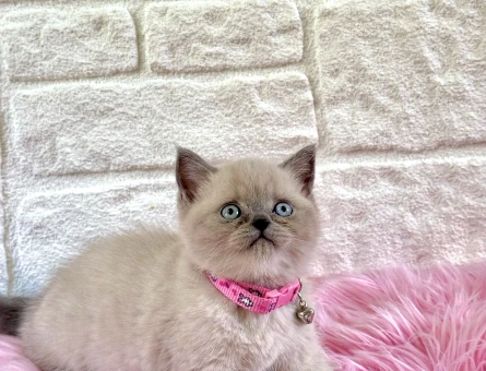 British Shorthair Bluepoint 2 Aylık Dişi