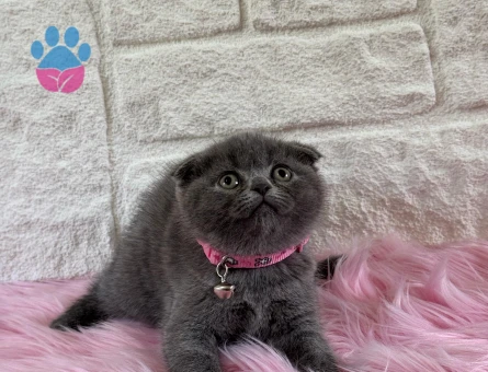 Scottish Fold 2 Aylık Dişi Topaç Kafa