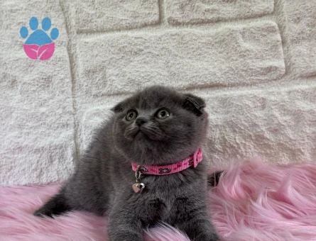Scottish Fold 2 Aylık Dişi Topaç Kafa