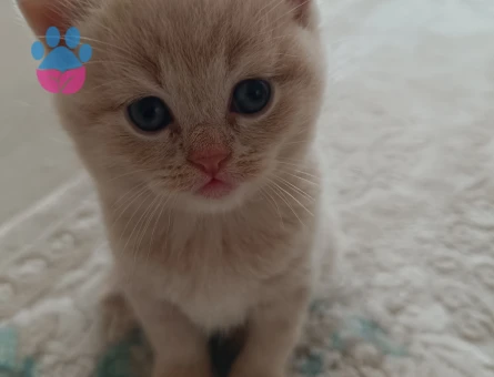 Biritish shorthair sahiplendirme