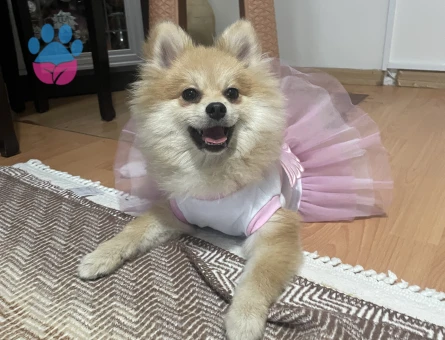 Pomerian Boo Köpeğime Yuva Arıyorum