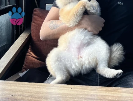 Pomerian Boo Köpeğime Yuva Arıyorum