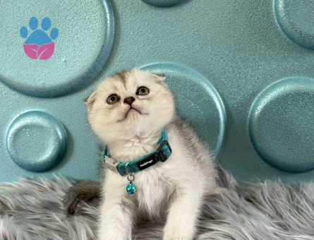 Scottish Fold Tabby Erkek 2 Aylık
