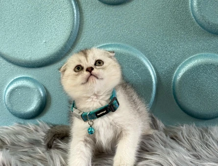 Scottish Fold Tabby Erkek 2 Aylık