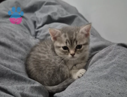 Uslu Oyuncu British Shorthair Kedime Yuva Arıyorum