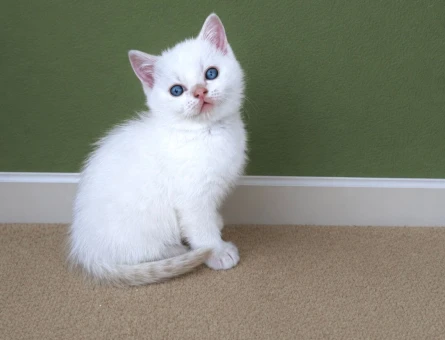 British Shorthair 2 Aylık Yavru Kediler