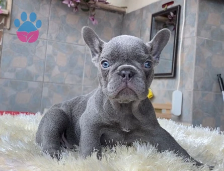 EGZOTİK BLUE FRENCH BULLDOG YAVRULARIM REZERVEYE AÇIK