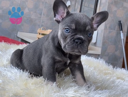 EGZOTİK BLUE FRENCH BULLDOG YAVRULARIM REZERVEYE AÇIK