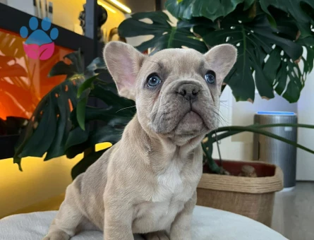 EGZOTİK FRENCH BULLDOG YAVRULARIM HARİKA RENKLER VE ANATOMİ