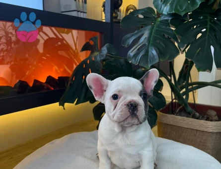 EGZOTİK FRENCH BULLDOG YAVRULARIM HARİKA RENKLER VE ANATOMİ