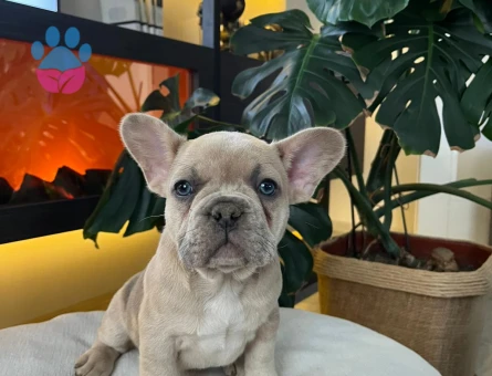 EGZOTİK FRENCH BULLDOG YAVRULARIM HARİKA RENKLER VE ANATOMİ