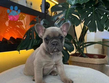 EGZOTİK FRENCH BULLDOG YAVRULARIM HARİKA RENKLER VE ANATOMİ