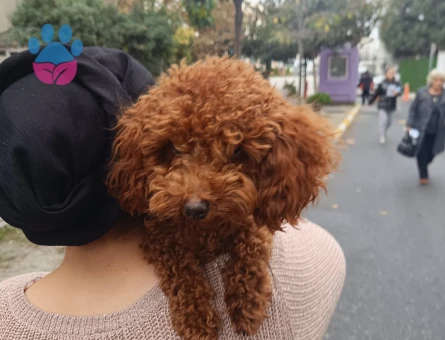 1 Yaşında Toy poodle Erkek Yuva Arıyor