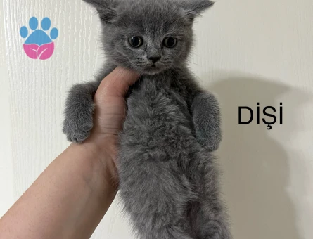 British shorthair yavru kedime yuva arıyorum