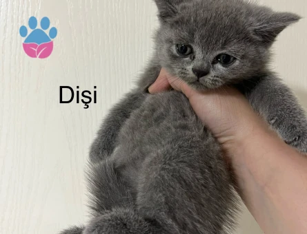 British shorthair yavru kedime yuva arıyorum