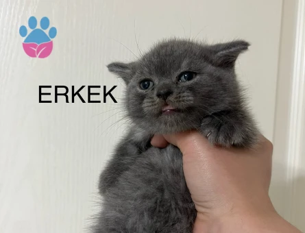 British shorthair yavru kedime yuva arıyorum