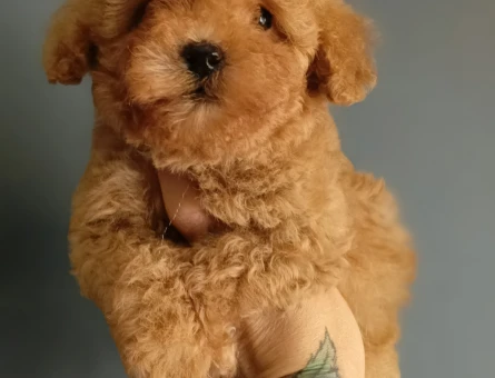 Sağlık garantili Toy Poodle - 4436