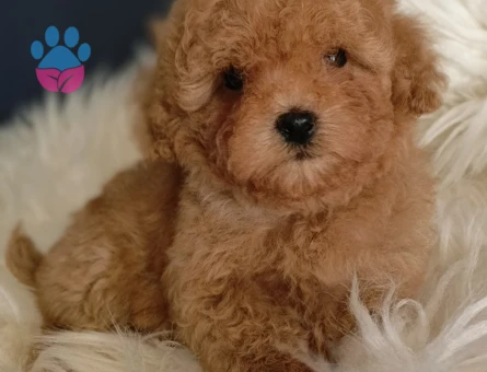 Sağlık garantili Toy Poodle
