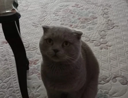 Scottish fold erkek 3 Yaşında - 4438