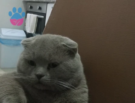 Scottish fold erkek 3 Yaşında