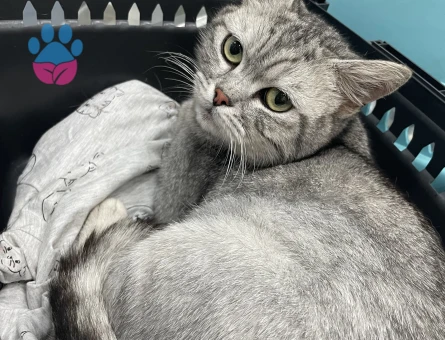 1 Yaşında British Shorthair Yuva Arıyor