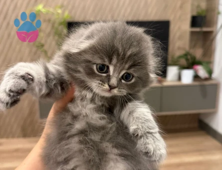 Minik patiler yeni ailesini arıyor!