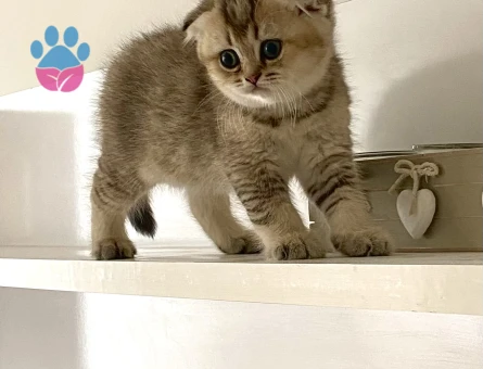 Sevimli tatlı oyuncu arkadaş dost yavru