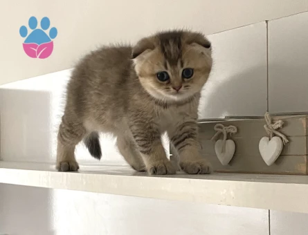Sevimli tatlı oyuncu arkadaş dost yavru