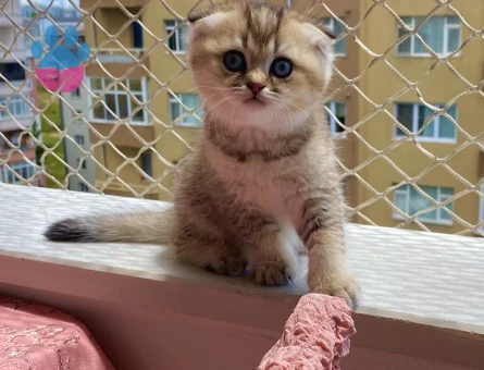 Sevimli tatlı oyuncu arkadaş dost yavru