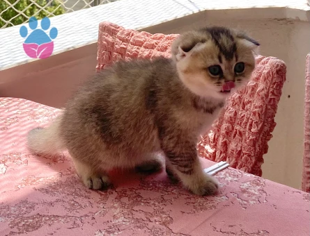 Sevimli tatlı oyuncu arkadaş dost yavru