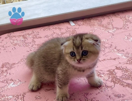 Sevimli tatlı oyuncu arkadaş dost yavru