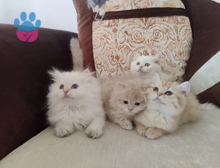 British Shorthair ve Longhair kalitenin tek adresi yavru ve yetişkin arayanlara