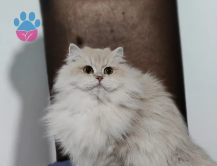 British Shorthair ve Longhair kalitenin tek adresi yavru ve yetişkin arayanlara