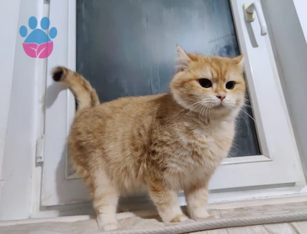 British Shorthair ve Longhair kalitenin tek adresi yavru ve yetişkin arayanlara