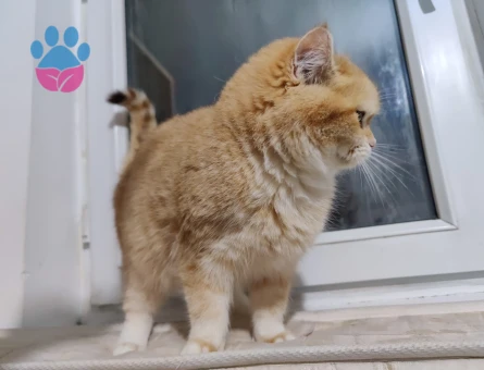 British Shorthair ve Longhair kalitenin tek adresi yavru ve yetişkin arayanlara