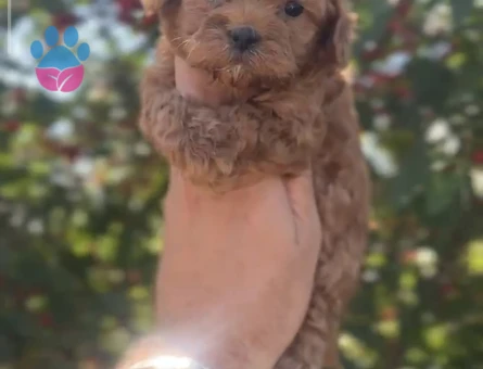 Orjinal Maltipoo 1 Yaşında Yuva Arıyor