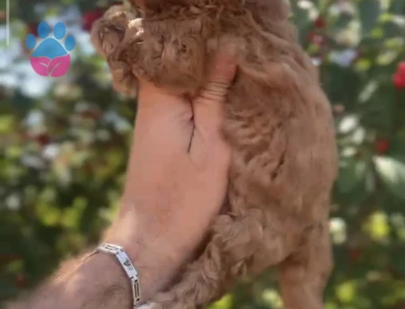 Orjinal Maltipoo 1 Yaşında Yuva Arıyor