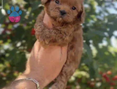 Orjinal Maltipoo 1 Yaşında Yuva Arıyor