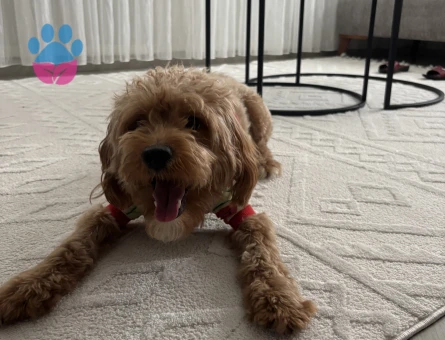 1 Yaşında Toy Poodle Erkek