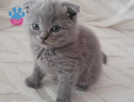 Scottish fold 1.5 aylık yavru kedi