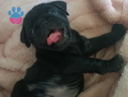 SSS KALİTE PUG BEBEKLER