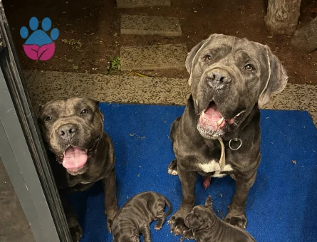 CANE CORSO Dişi ve Erkek Yavrular - 4958