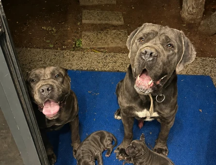 CANE CORSO Dişi ve Erkek Yavrular - 4958