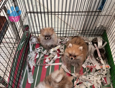 Dünyalar tatlısı pomeranian Boo 2 Aylık