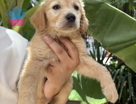 Sağlıklı dünyalar tatlısı golden